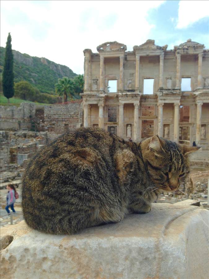 A cat resting in front of the Library of Celsus at Ephesus A cat resting in front of the Library of Celsus at Ephesus